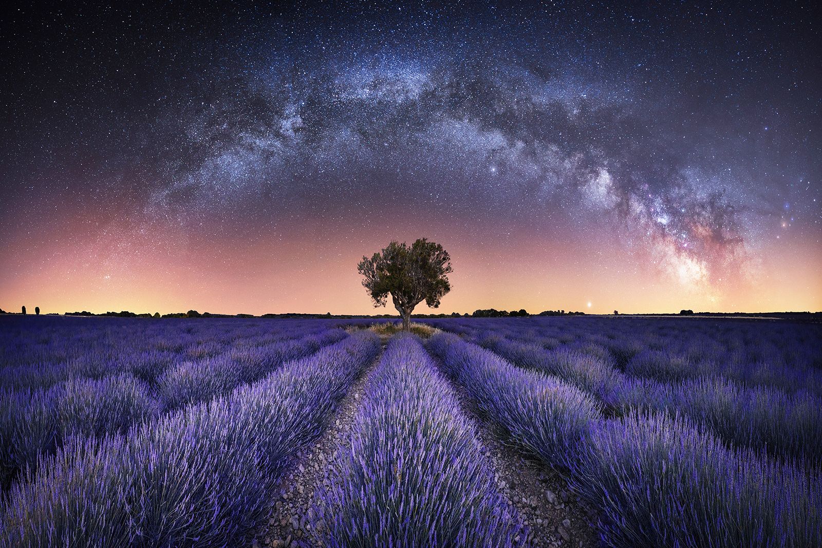 Astronomy Winner November - starry sky surrounded by lavenders