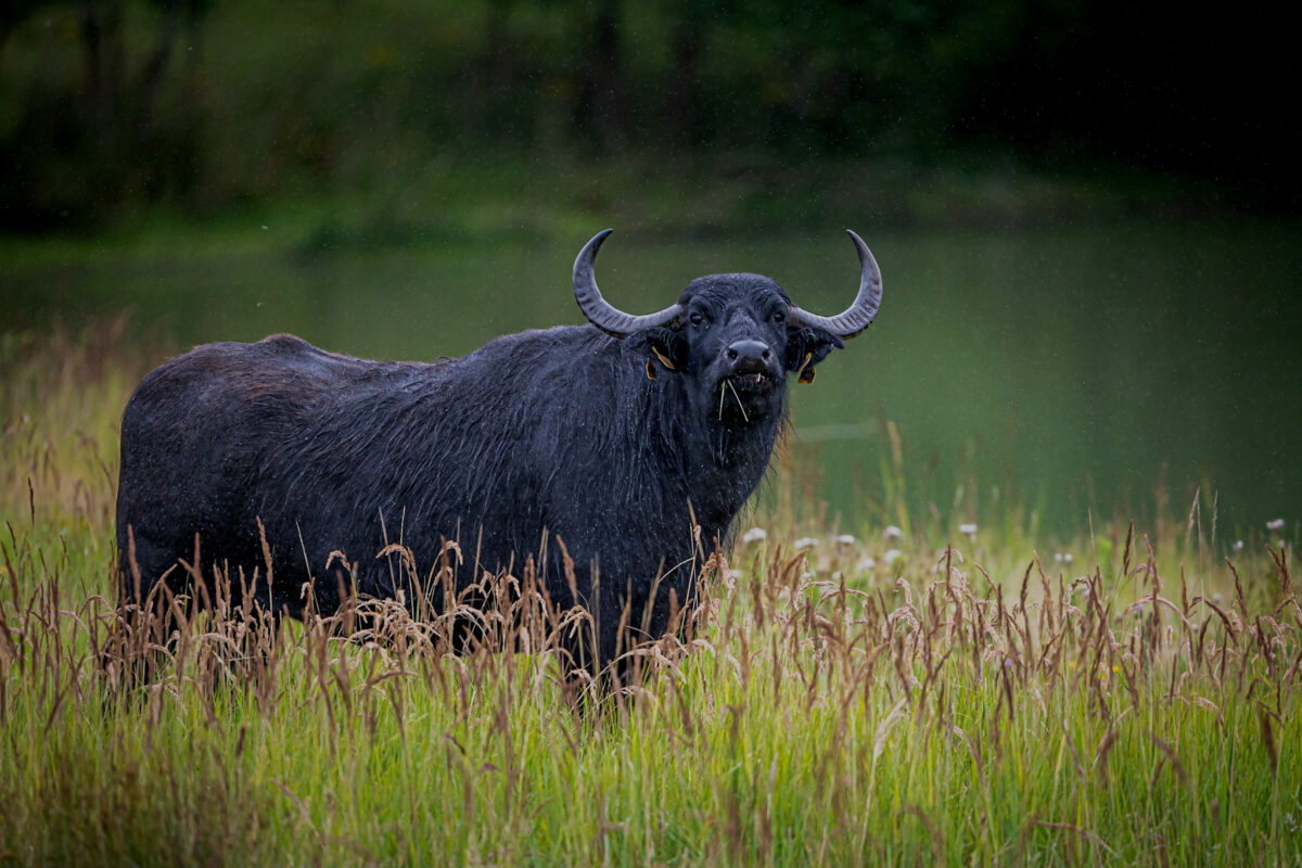 "Bison"