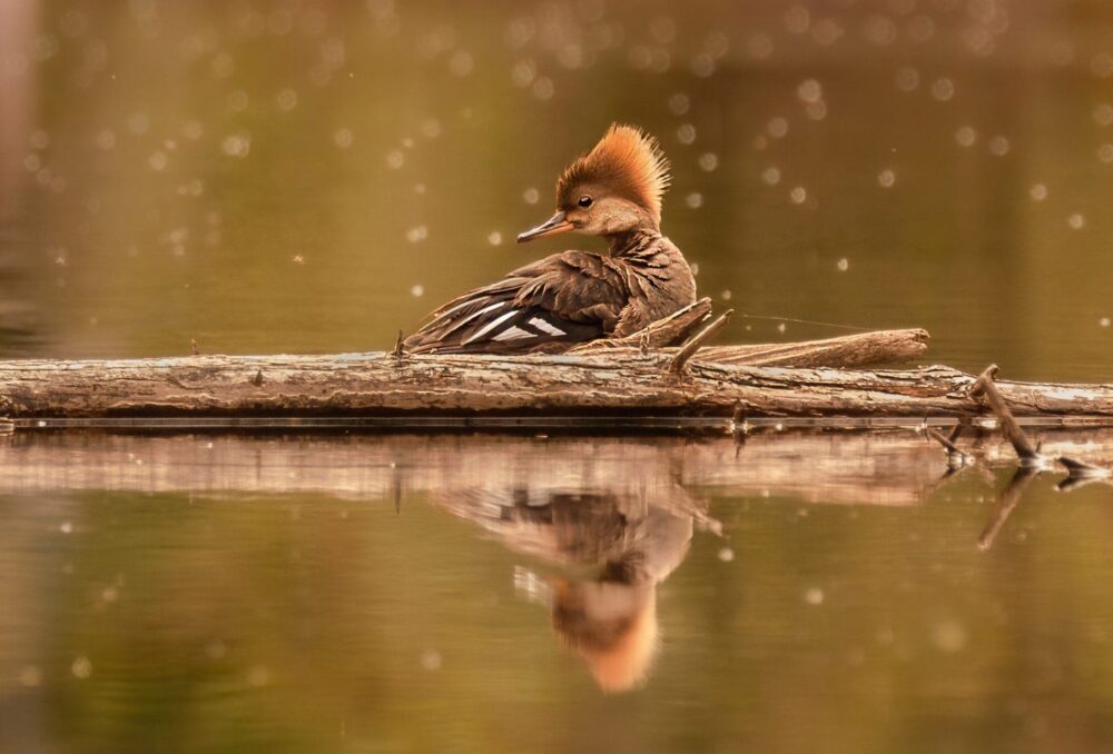 Wildlife Winner July - A duck resting on a floating log in water