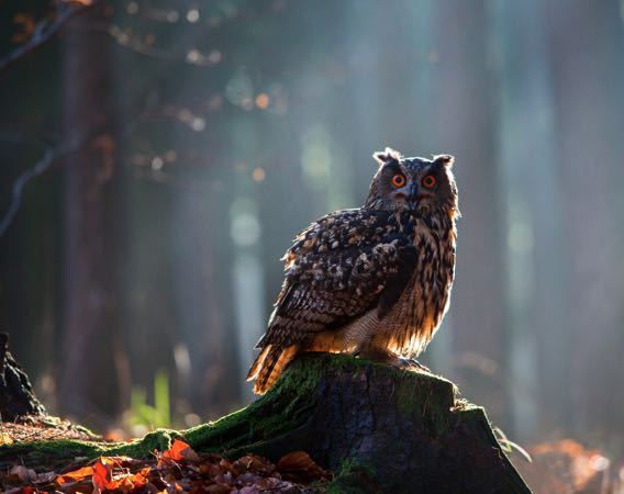 Wildlife Winner April - A forest owl perched on a tree stump